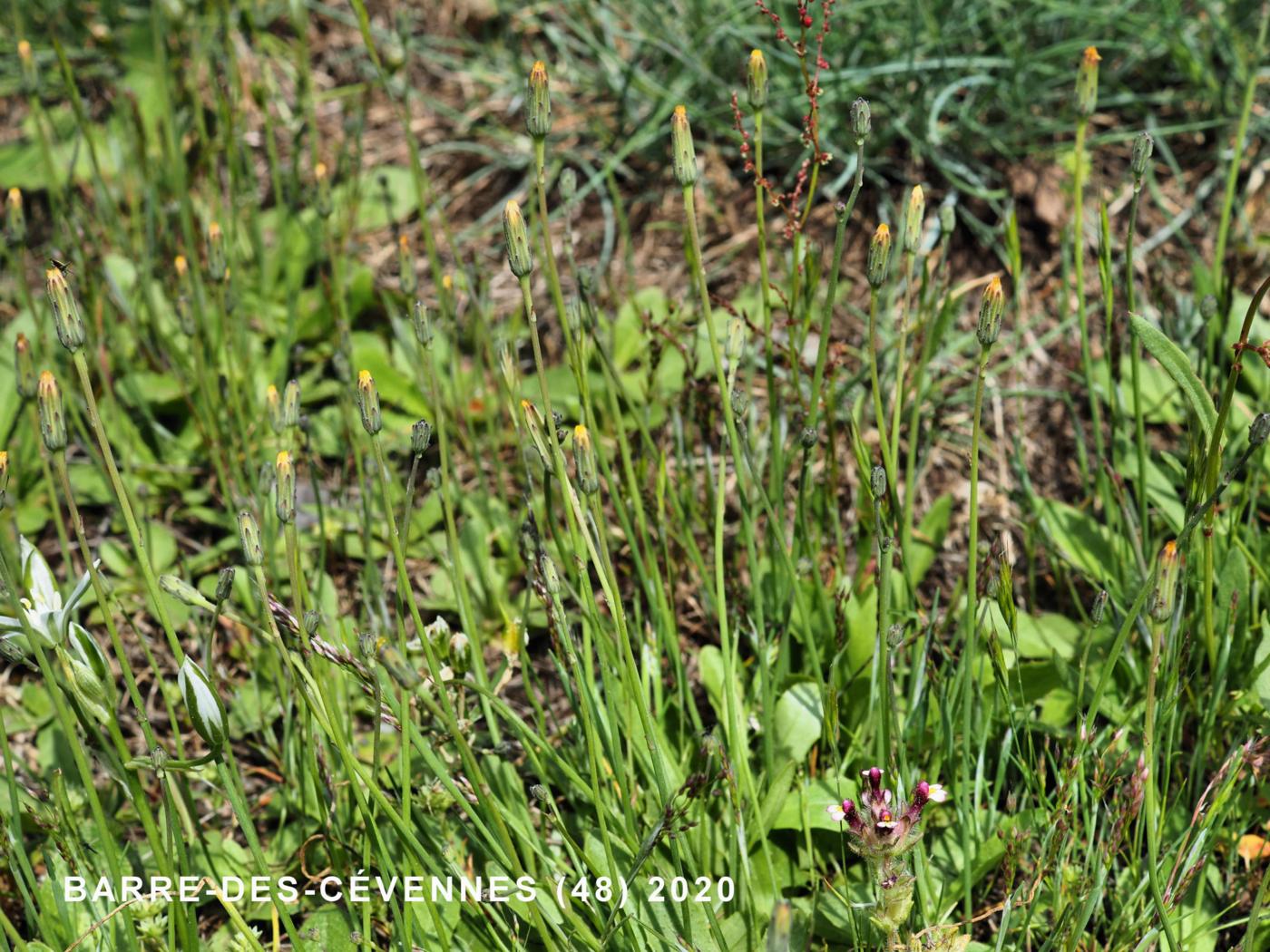 Cat's-ear, Smooth plant